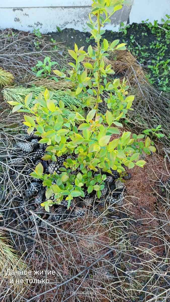 Вот так они выглядели в мае 2025