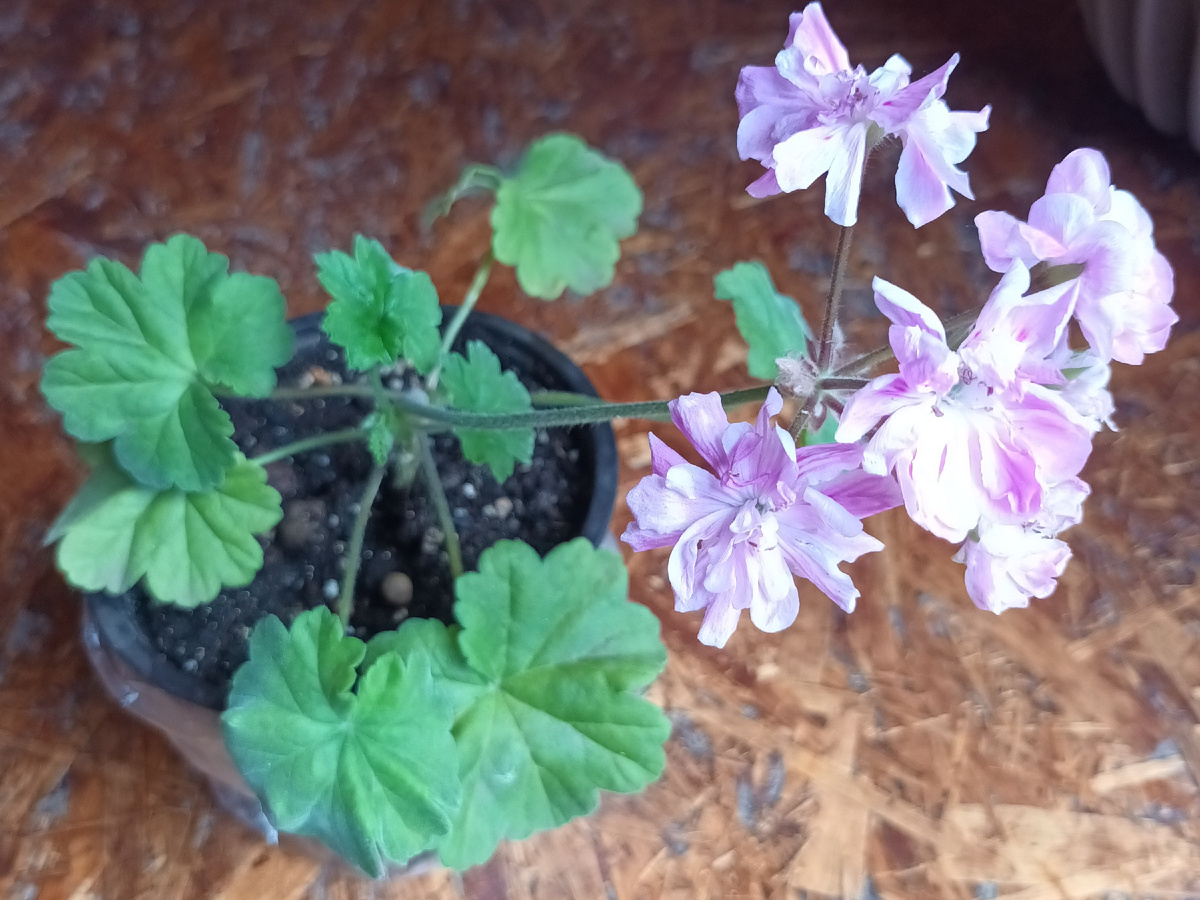 Черенок зацвел буквально через месяц после появления корней.