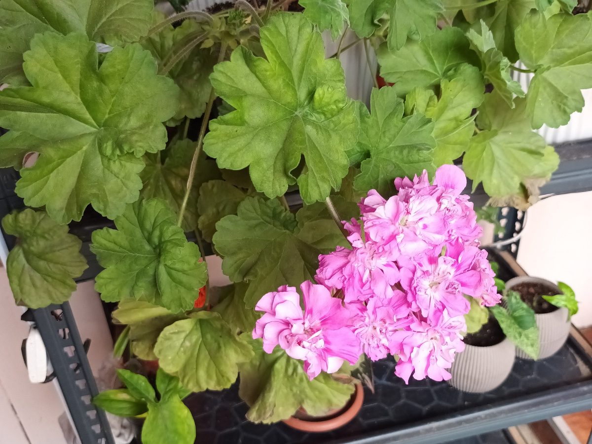 Цветет взрослое растение.