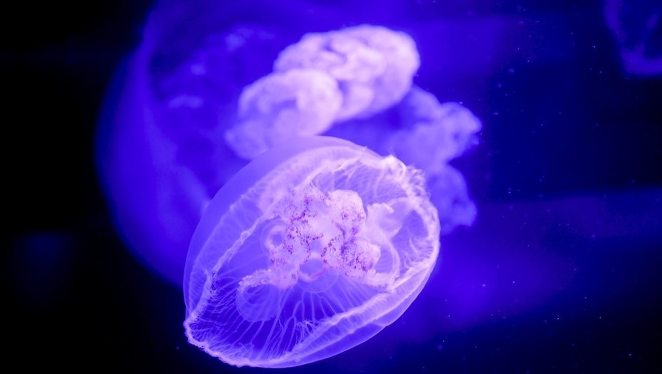    Автор фото: Михаил Синицын/ТАСС