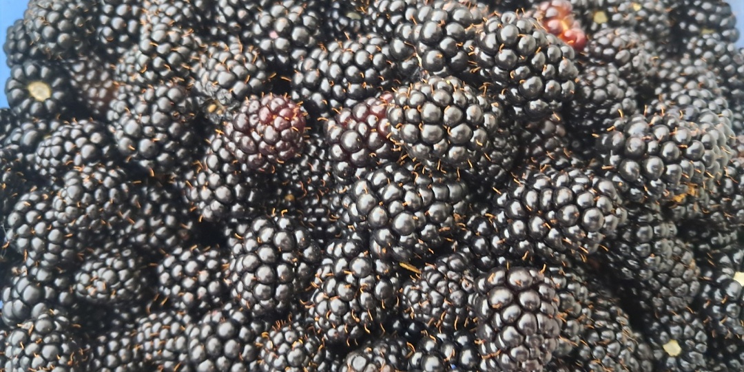 Ежевичное изобилие: 7 способов сохранить урожай до весны и удивить семью вкусными заготовками