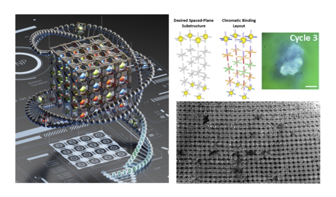 Художественное изображение сборки спроектированных трёхмерных иерархически упорядоченных структур наночастиц с использованием ДНК-программируемых связей (слева). Желаемая структура и её конструкция с оптическими отражающими свойствами, а также изображение сформированного материала с отражающими характеристиками (вверху справа). Электронно-микроскопическое изображение полученной структуры с наночастицами, расположенными в ряды, разделённые на половину длины волны света (внизу справа). Фото: Олег Ганг.