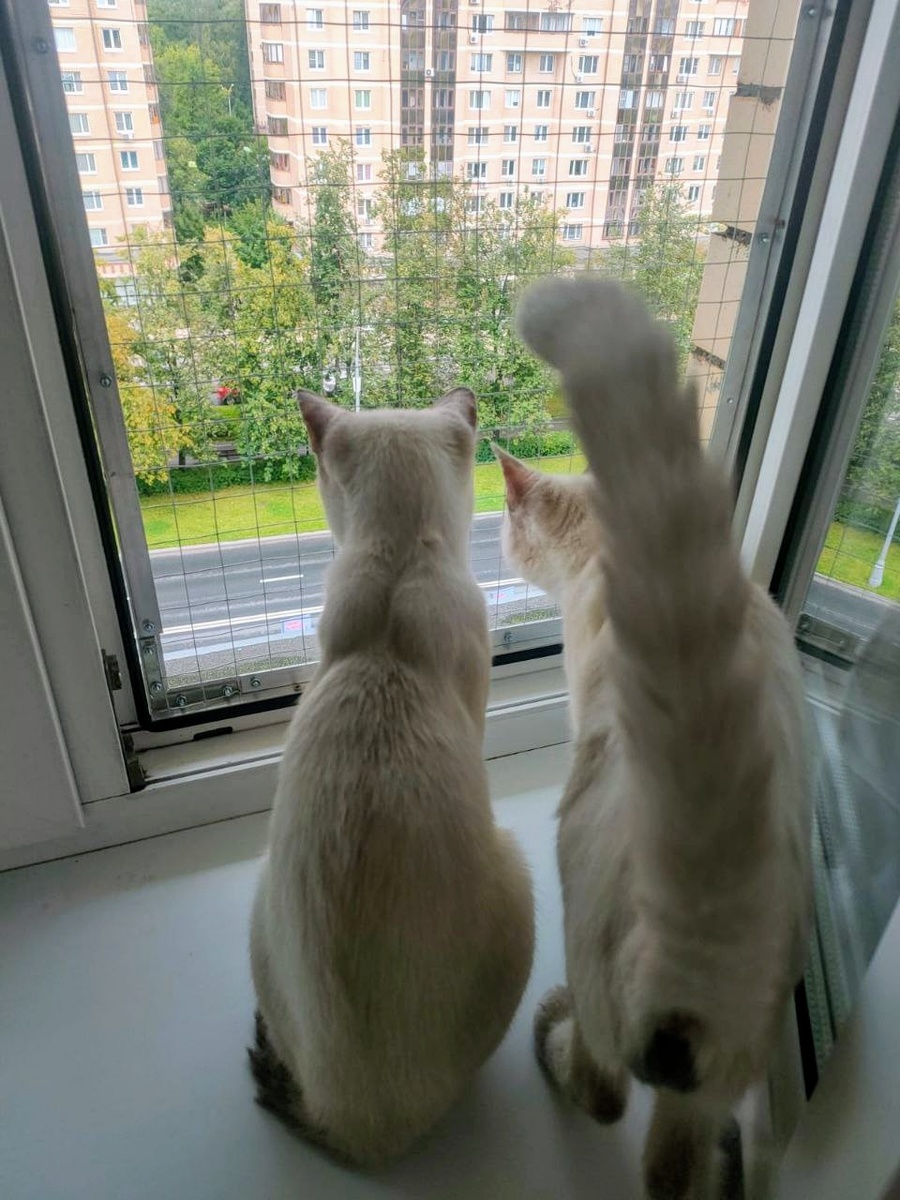 В новом доме, как и в старом, любят смотреть в окошко