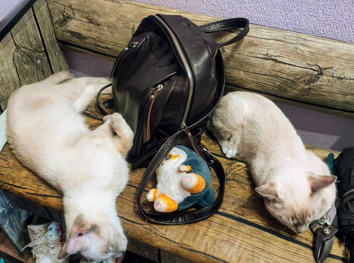 Умаялись и спят