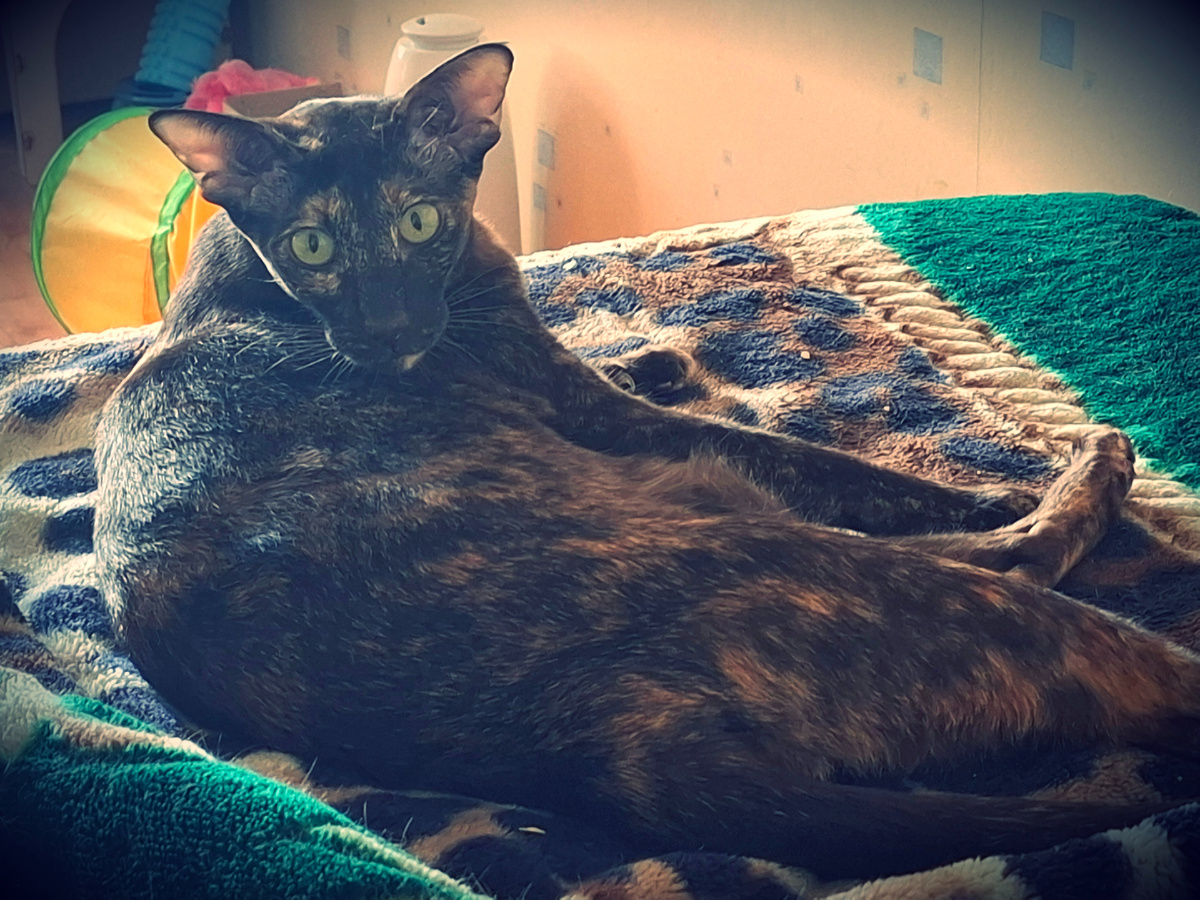 What what did you say about my mommy?