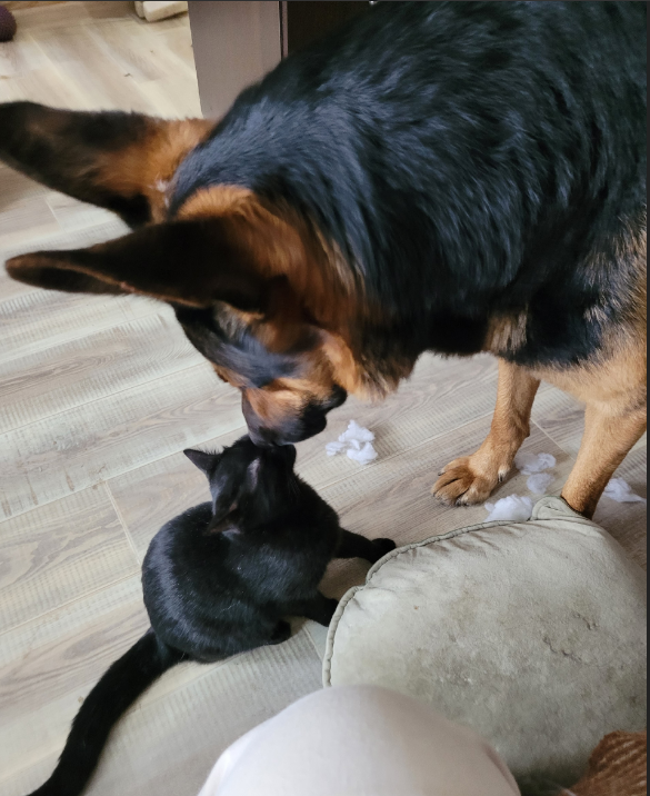 Котопёс писателя
