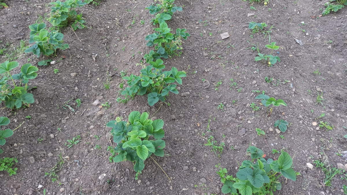 Правильно ухоженная клубника в августе активно наращивает корни и закладывает почки