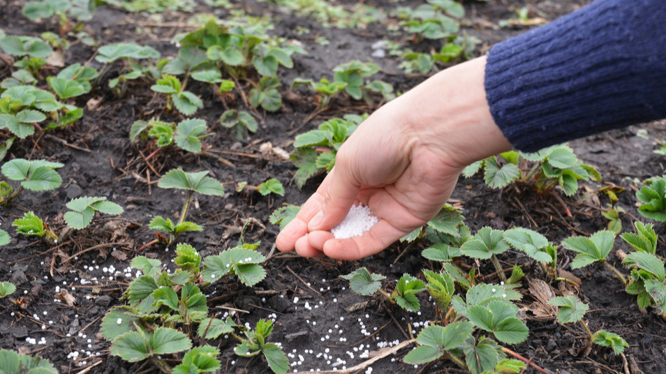 Правильные августовские удобрения: сульфат калия и суперфосфат