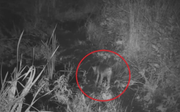    Фото: скриншот видео