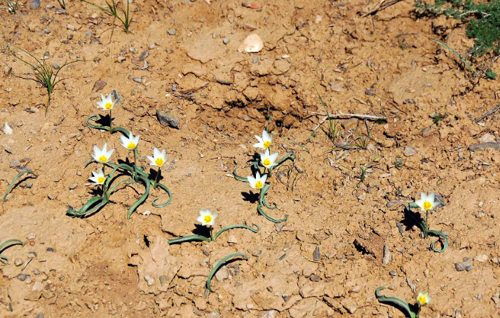 подснежники Учкудука