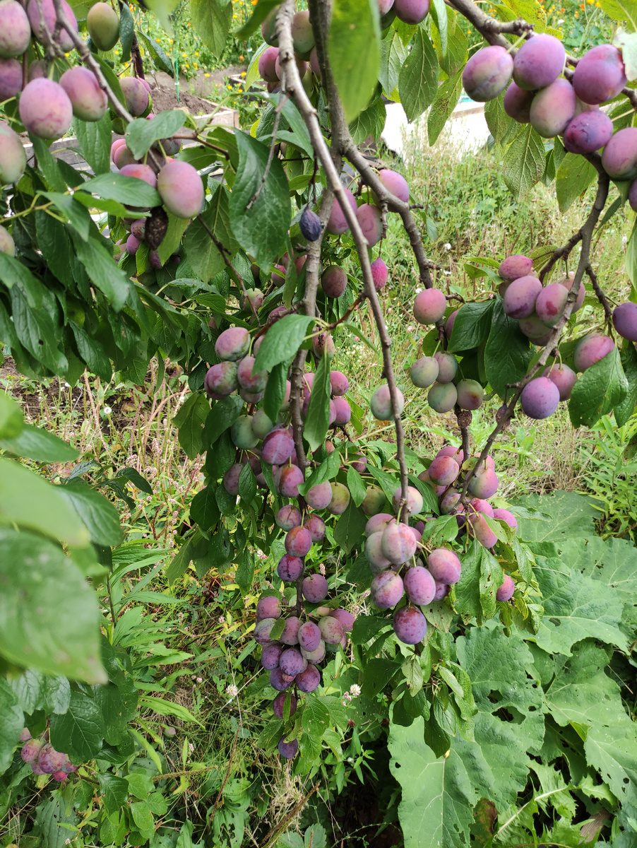 Ветки пригнулись к земле
