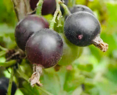 Йошта в Вашем Саду: Обрезать или Не Мешать? Разбираем Мифы и Необходимость