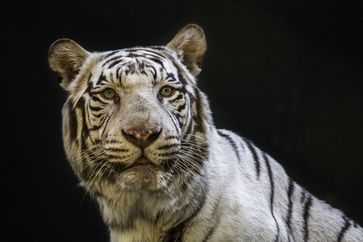 Dennis Holcomb, Dennis Holcomb Photography/istock