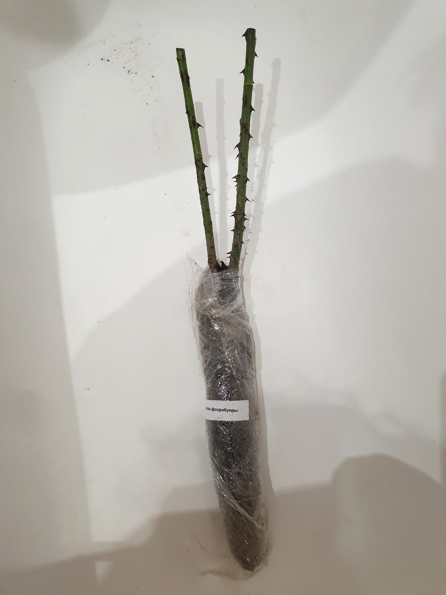 Тот самый саженец.