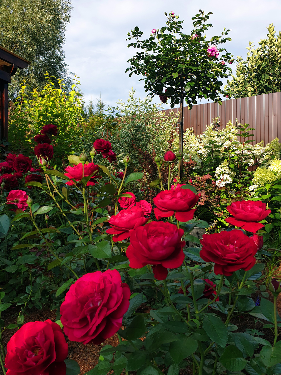 Мой сад. 15 августа. Та самая переделанная клумба.