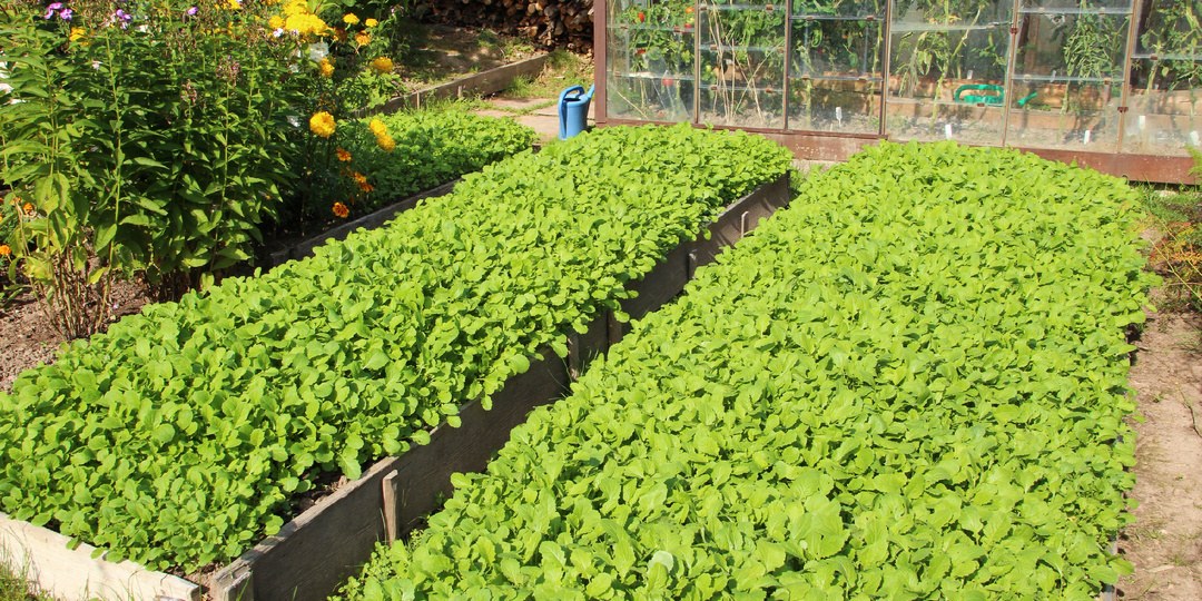 Живая почва на огороде: приручила глиняный землю с помощью сидератов