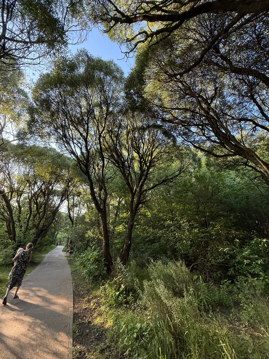 Футуристичные ивы