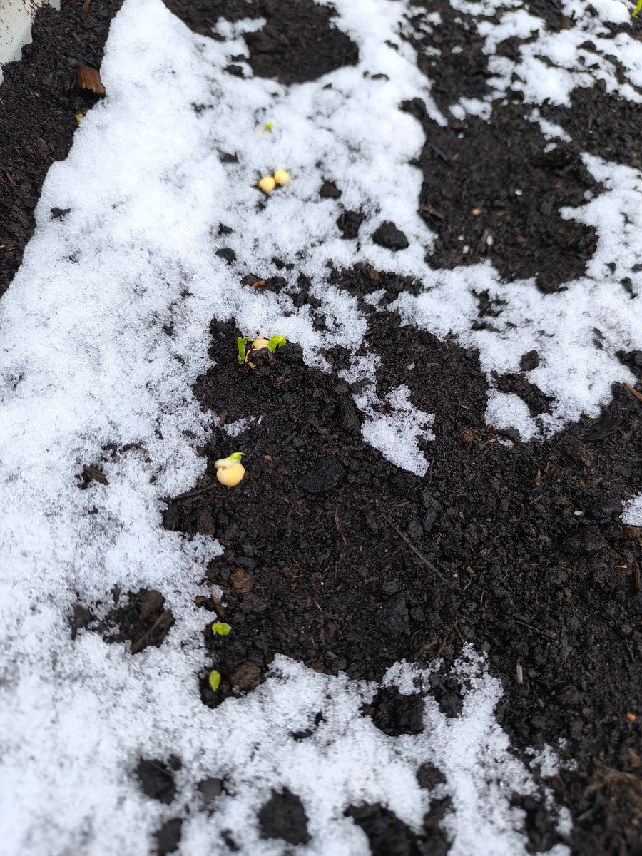 Будущий успешный горох