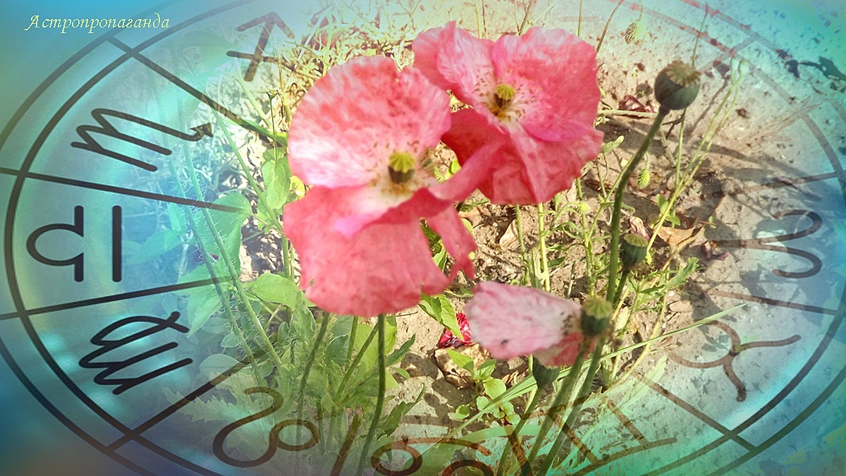 Гороскоп с 11 по 17 августа 2025: Марс противоречив и непредсказуем | Недельный гороскоп