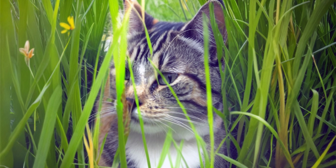 Серый и Седой