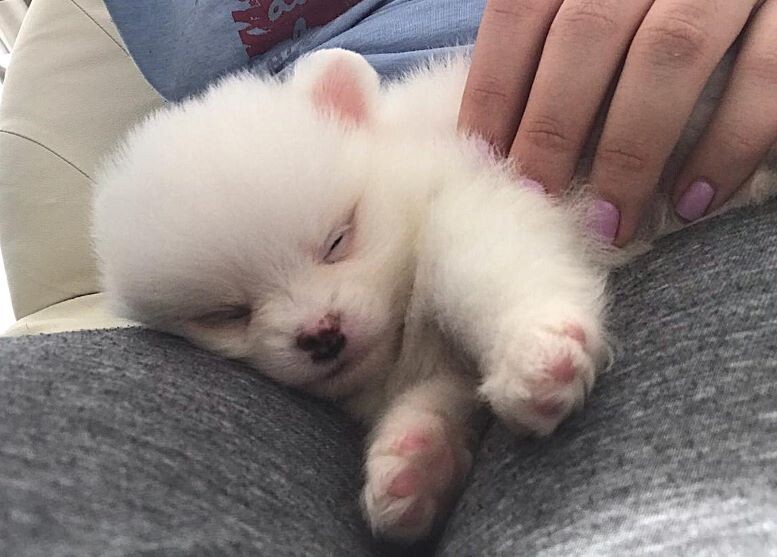 Яндекс Картинки