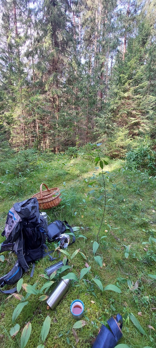 завтрак в лесу