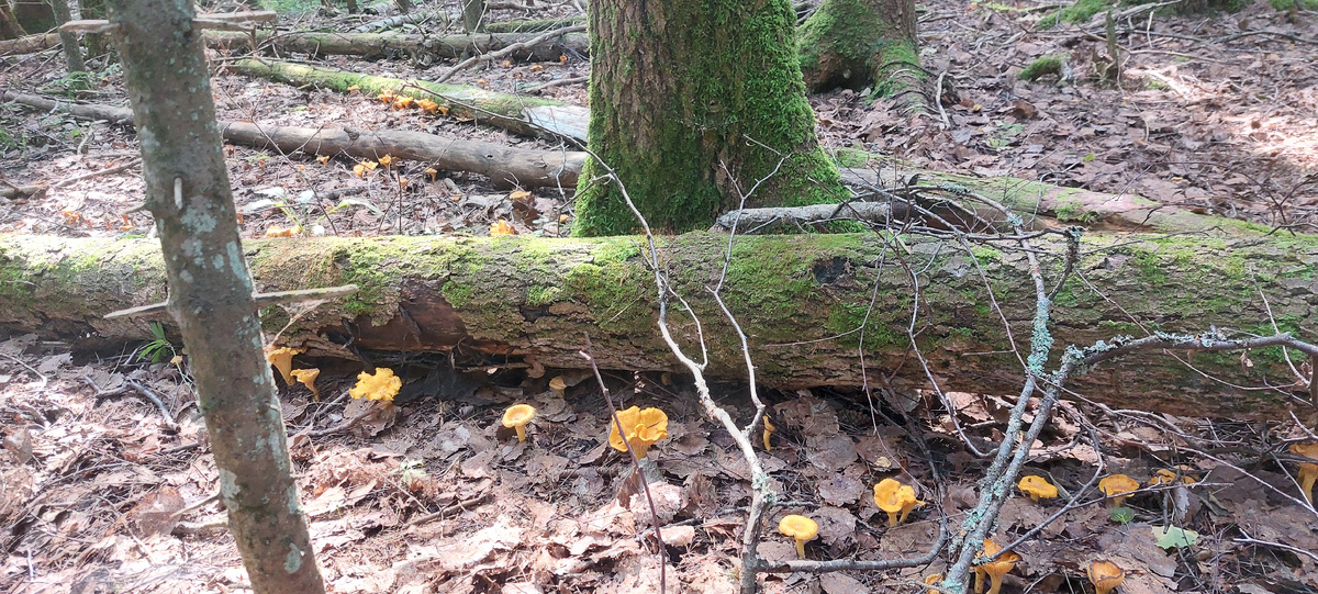 первые лисички