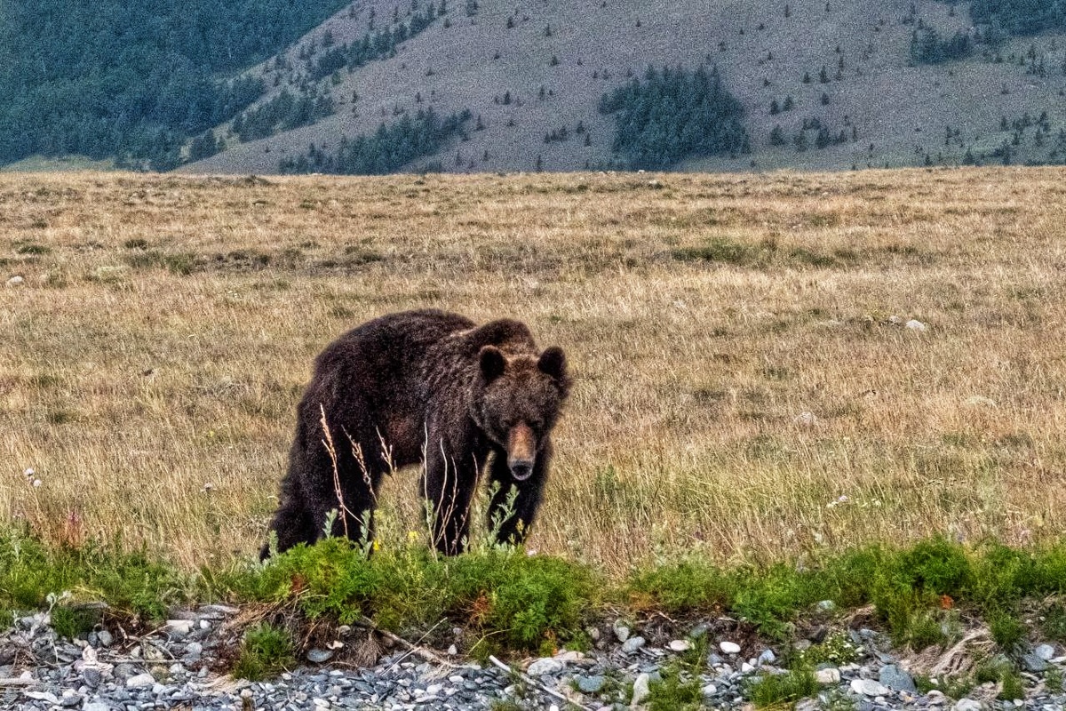 Автор фото Ольга Каликина, участница нашего тура по пересчёту медведей 