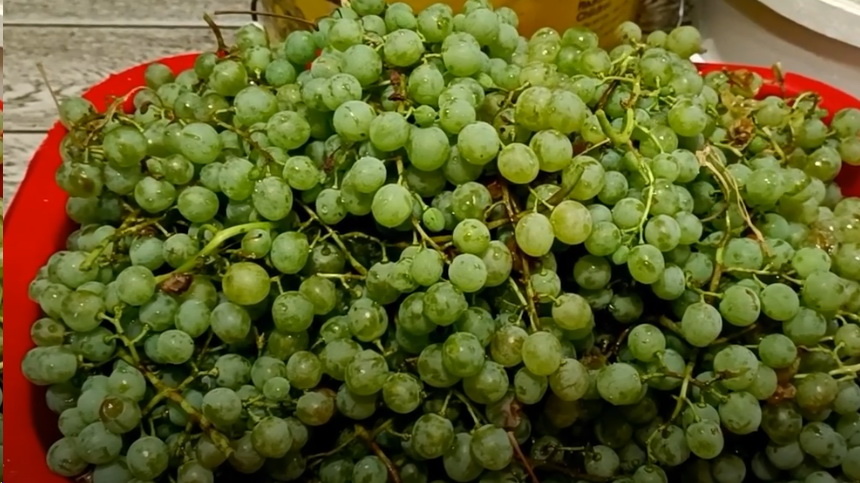 Любой, но лучше не мясистый. Помыть, от веточек отделять не надо!!!