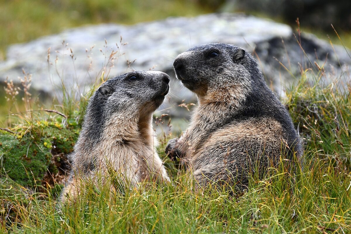    Фото: В заказнике "Инской" создали экотропу, где туристы смогут увидеть сурков в их естественной среде. Проект направлен на развитие экотуризма и защиту дикой природы. . Источник: commons.wikimedia.org