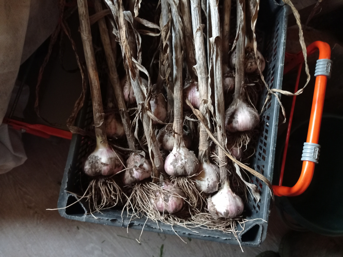 Чеснок выкопан и разложен в ящики по сортам