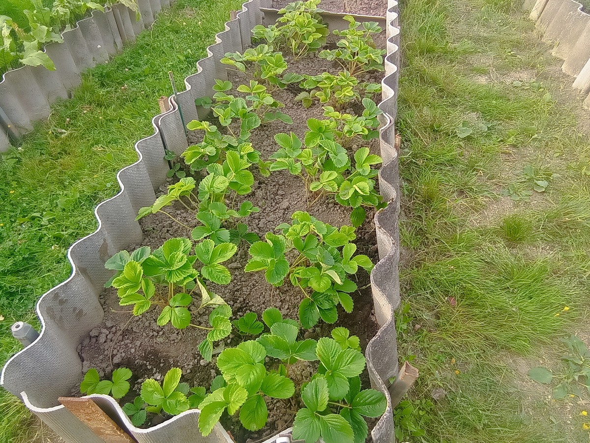 Это грядочка с прополотой клубникой Фестивальная