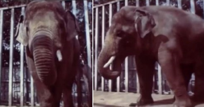 Кадры из репортажа про Батыра, ролик можно найти на Ютубе и ВК