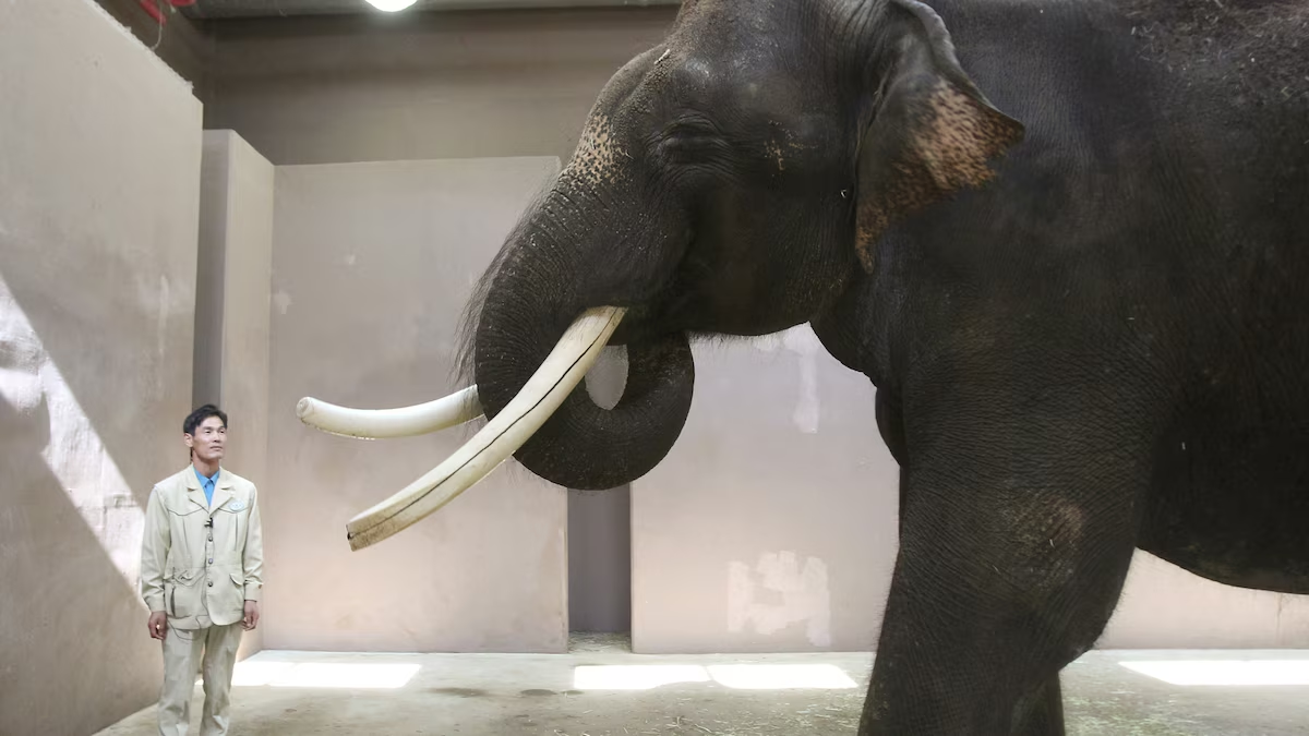 Корейский слон Кошик