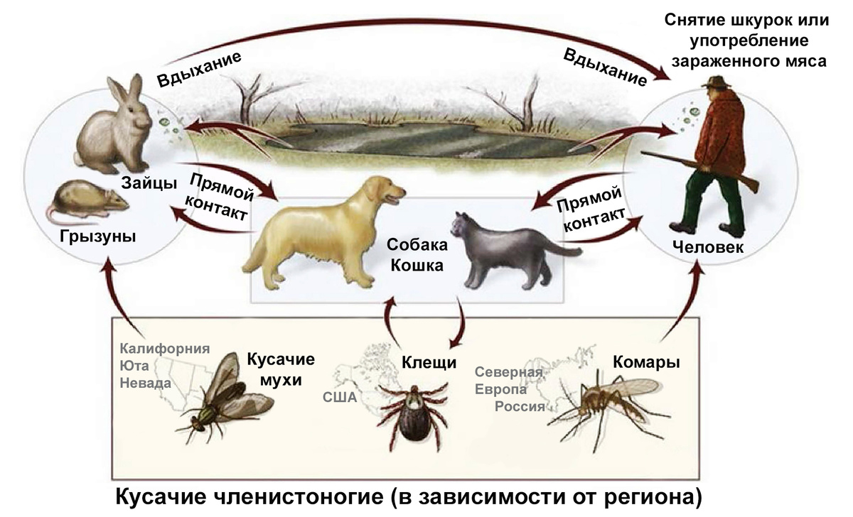 Рисунок из статьи: Two-Component Systems in Francisella Species. Перевод рисунка: Перепечаев К.А.
