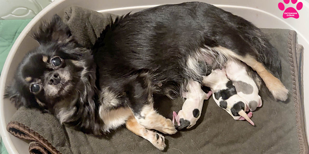 Собака начала рожать раньше времени! Самые необычные роды в нашем питомнике. Всё не очень хорошо. Новое видео!