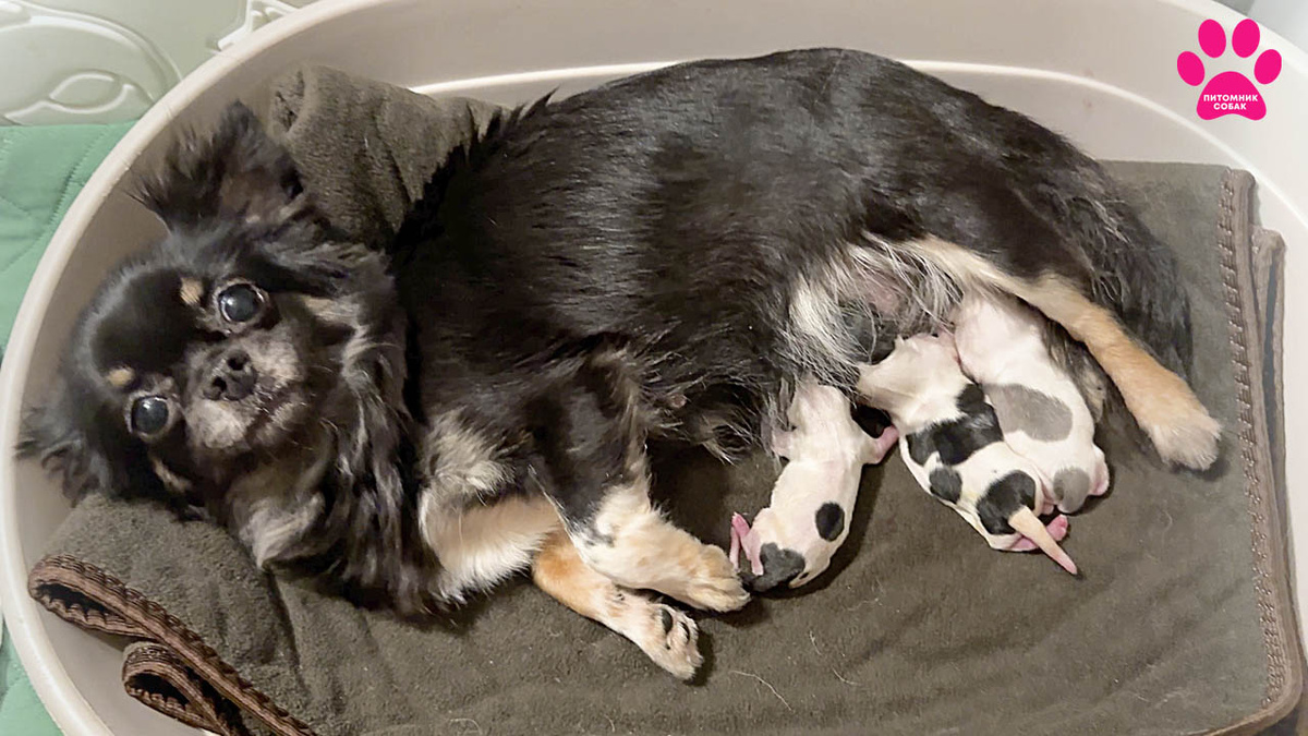 Собака породы чихуахуа родила щенков