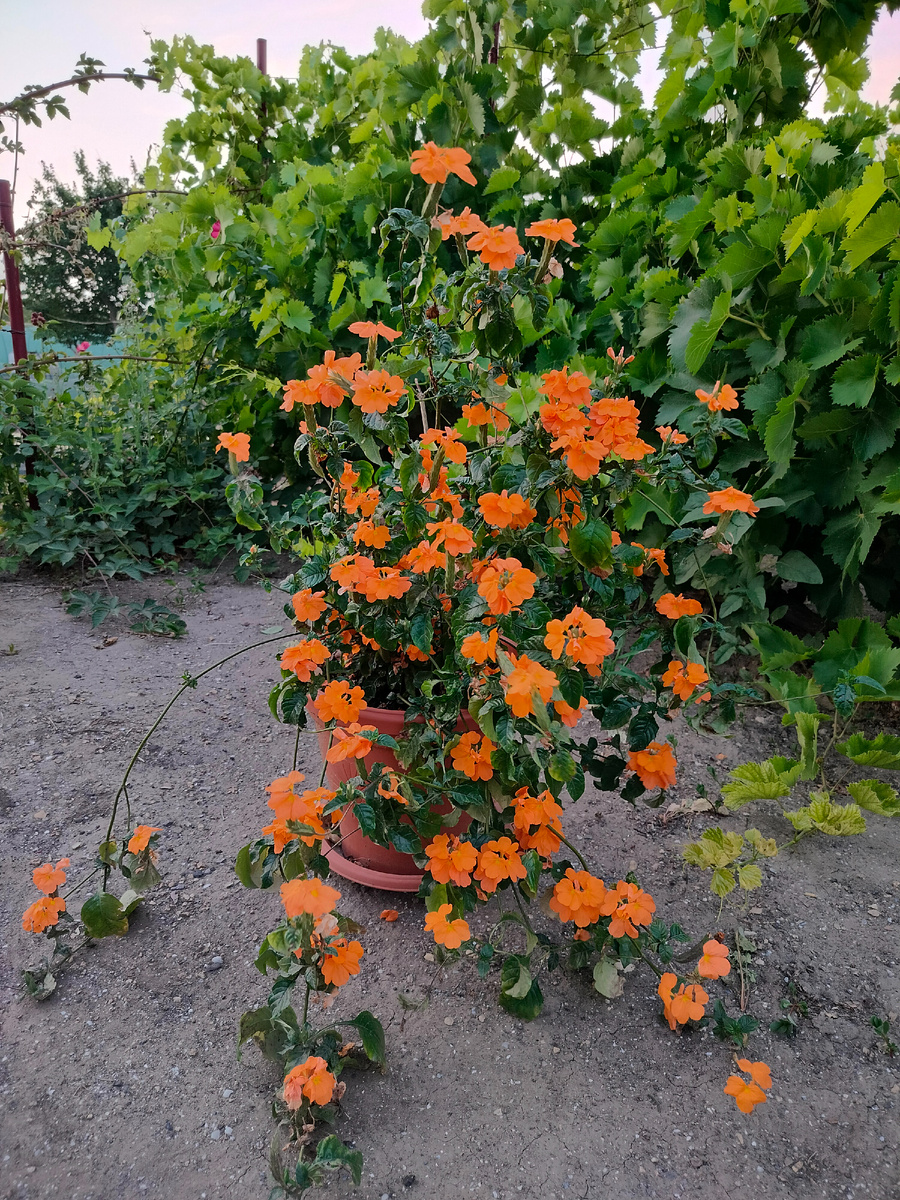 Кроссандра 