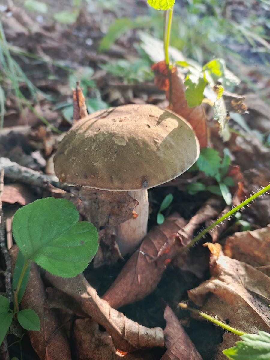 Белый гриб (Фотография Компанец Д.А.)