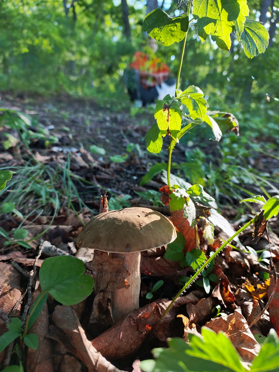 грибочки уже вот они, но у же собрали