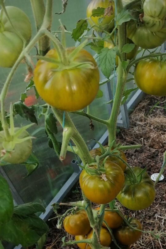 Томаты "Малахитовая шкатулка"