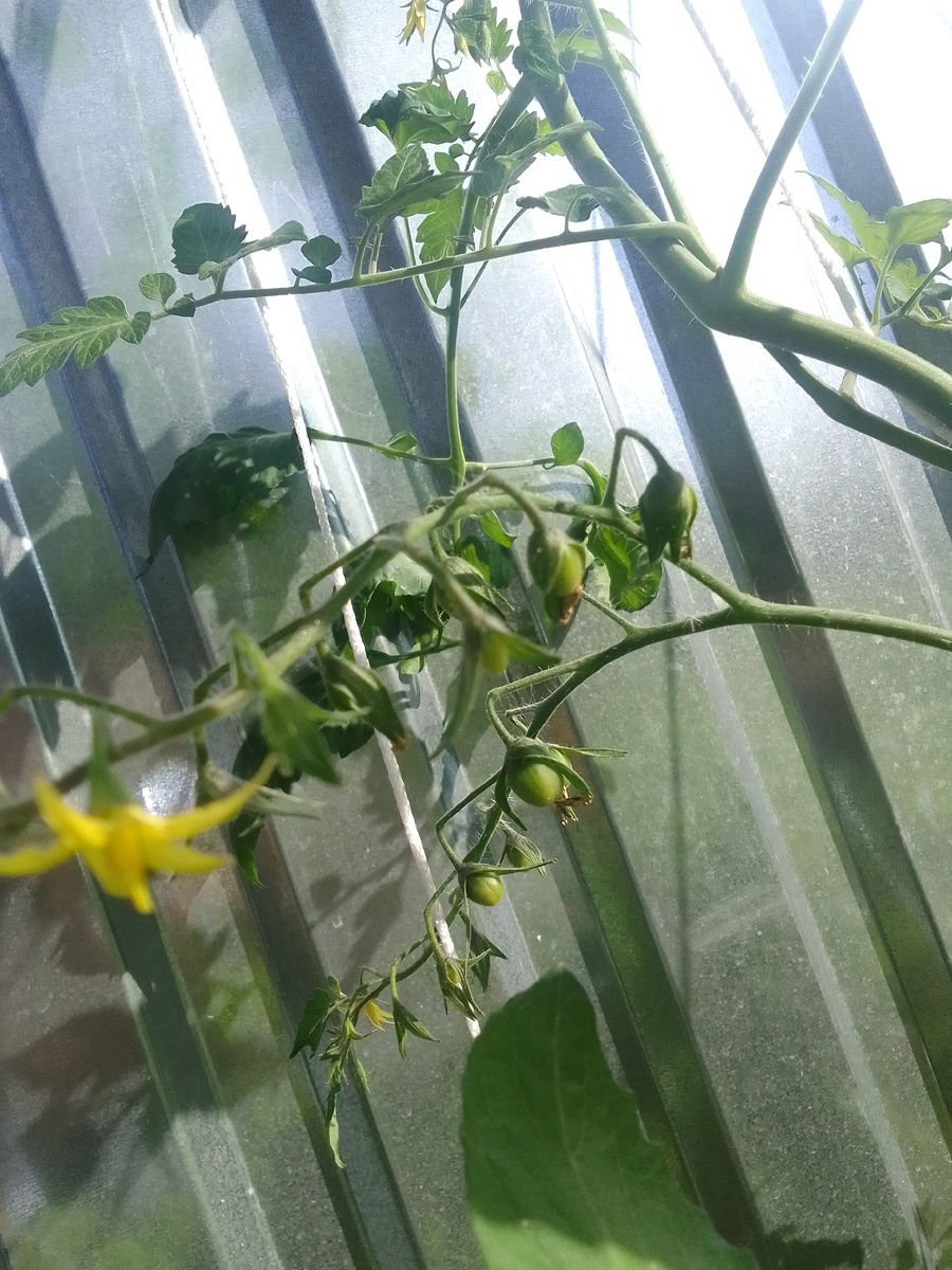 Цветы и завязи на жёлтых черри.