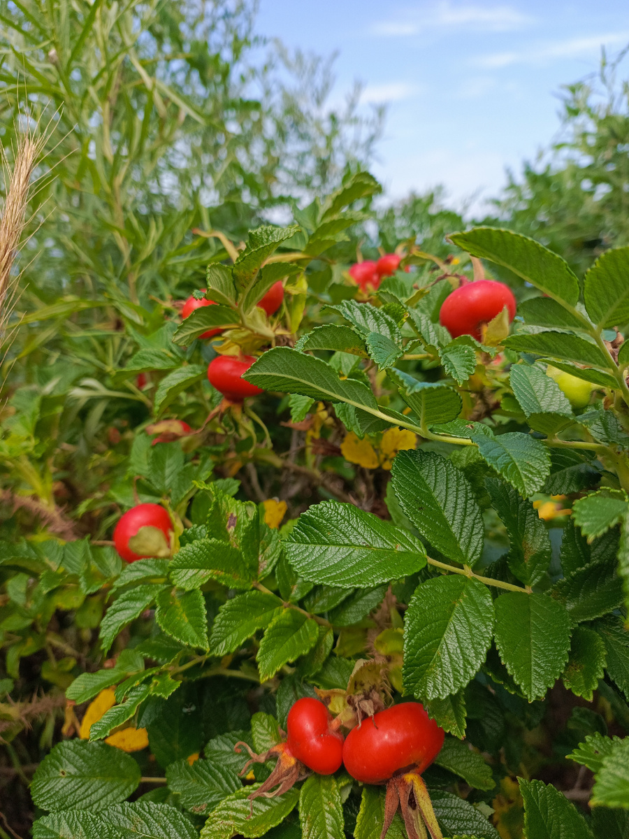 Прморский шиповник (Фотография Компанец Д.А.)