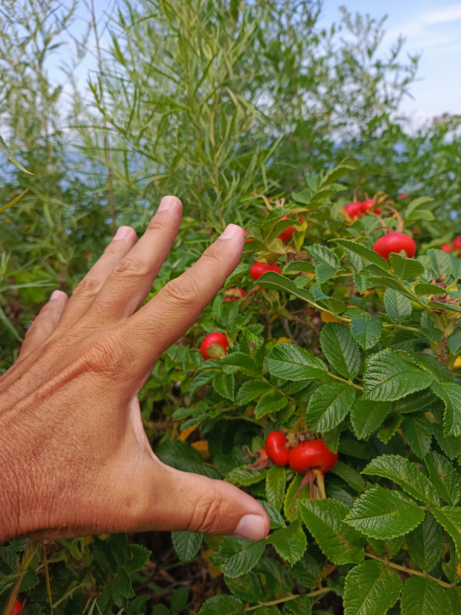 Прморский шиповник (Фотография Компанец Д.А.)