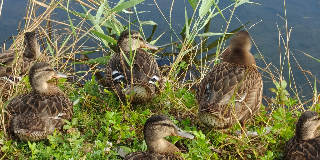 Как я провел лето. Сочинение в картинках.