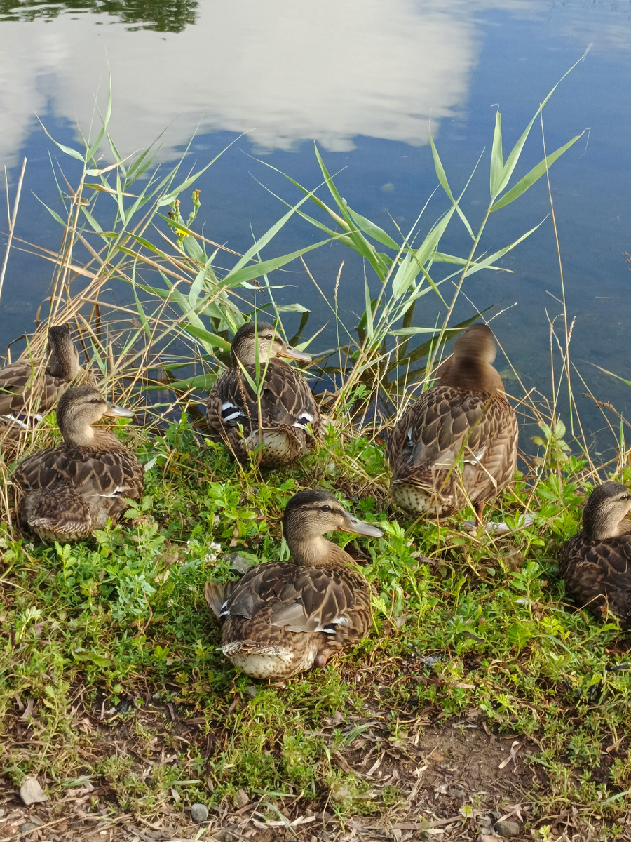 Как я провел лето. Сочинение Клмпанец Данилы Дмитриевича