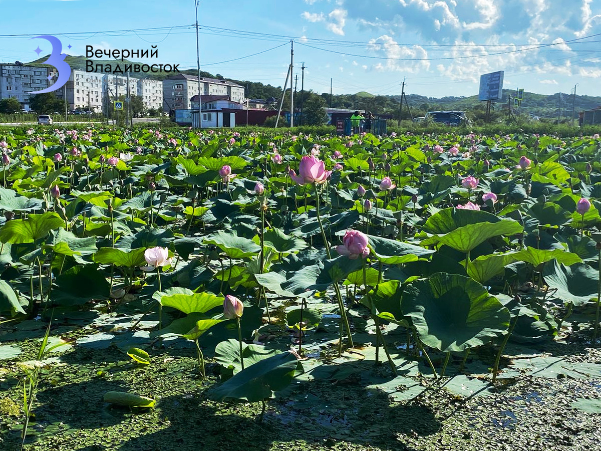 Цветение лотосов на озере Треуголка