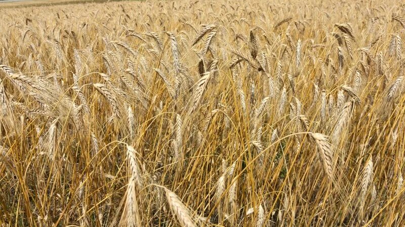     Озимая пшеница moyaokruga.ru