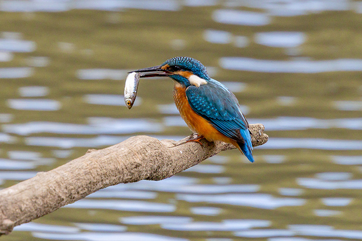    Фото Алексея Полякова