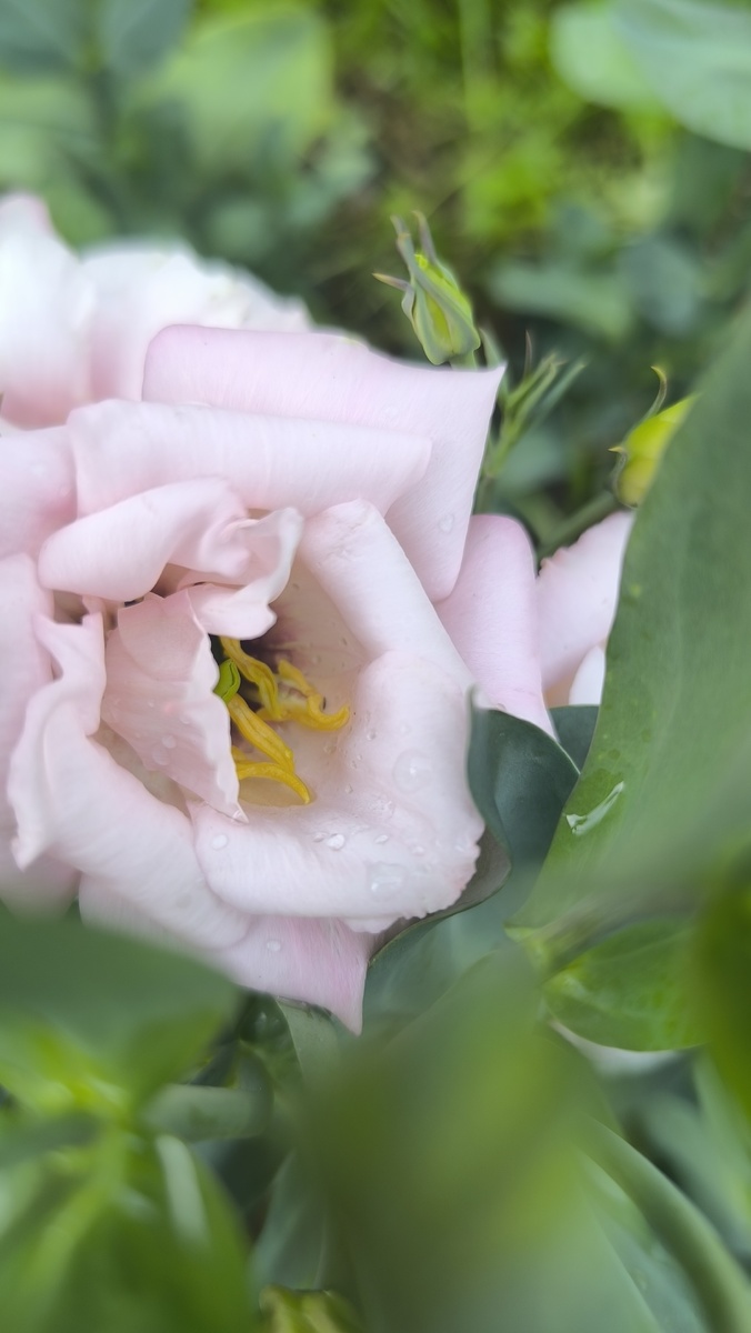 Портрет первого розового? Наверное цветка. Что-то не записала я в каком порядок их посадила.